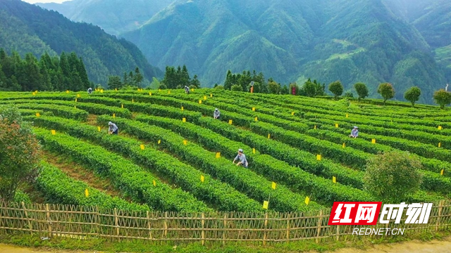 图片7.jpg 图片7.jpg