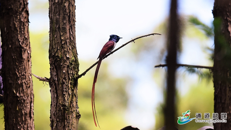 5-我静静地观察它们,痴情地拍摄它们,从开始做巢到孵化喂雏,记录寿带生活的精彩瞬间!.jpg 5-我静静地观察它们,痴情地拍摄它们,从开始做巢到孵化喂雏,记录寿带生活的精彩瞬间!.jpg