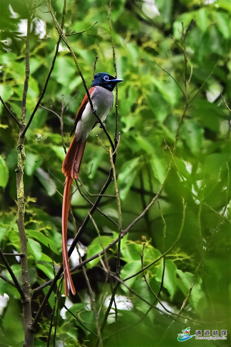 4-寿带鸟,它飘逸的尾羽和略带神经质的个性颇似林中隐士,它总是喜欢停在显眼或造型优美的枝条上,红白羽毛在稠密的绿色中分外显眼。.jpg 4-寿带鸟,它飘逸的尾羽和略带神经质的个性颇似林中隐士,它总是喜欢停在显眼或造型优美的枝条上,红白羽毛在稠密的绿色中分外显眼。.jpg