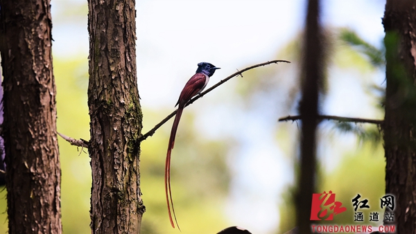 5-我静静地观察它们,痴情地拍摄它们,从开始做巢到孵化喂雏,记录寿带生活的精彩瞬间! (1).jpg 5-我静静地观察它们,痴情地拍摄它们,从开始做巢到孵化喂雏,记录寿带生活的精彩瞬间! (1).jpg