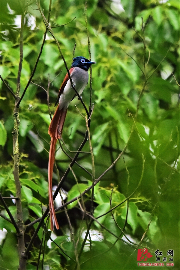4-寿带鸟,它飘逸的尾羽和略带神经质的个性颇似林中隐士,它总是喜欢停在显眼或造型优美的枝条上,红白羽毛在稠密的绿色中分外显眼。.jpg 4-寿带鸟,它飘逸的尾羽和略带神经质的个性颇似林中隐士,它总是喜欢停在显眼或造型优美的枝条上,红白羽毛在稠密的绿色中分外显眼。.jpg
