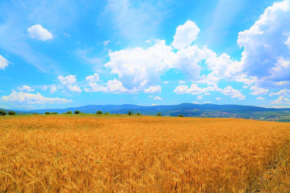 wheat-3985809_960_720.jpg