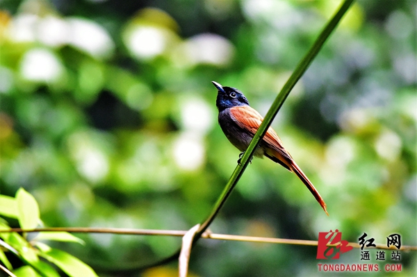 1-0栗色型,寿带鸟栖息在树枝上 .jpg 1-0栗色型,寿带鸟栖息在树枝上 .jpg