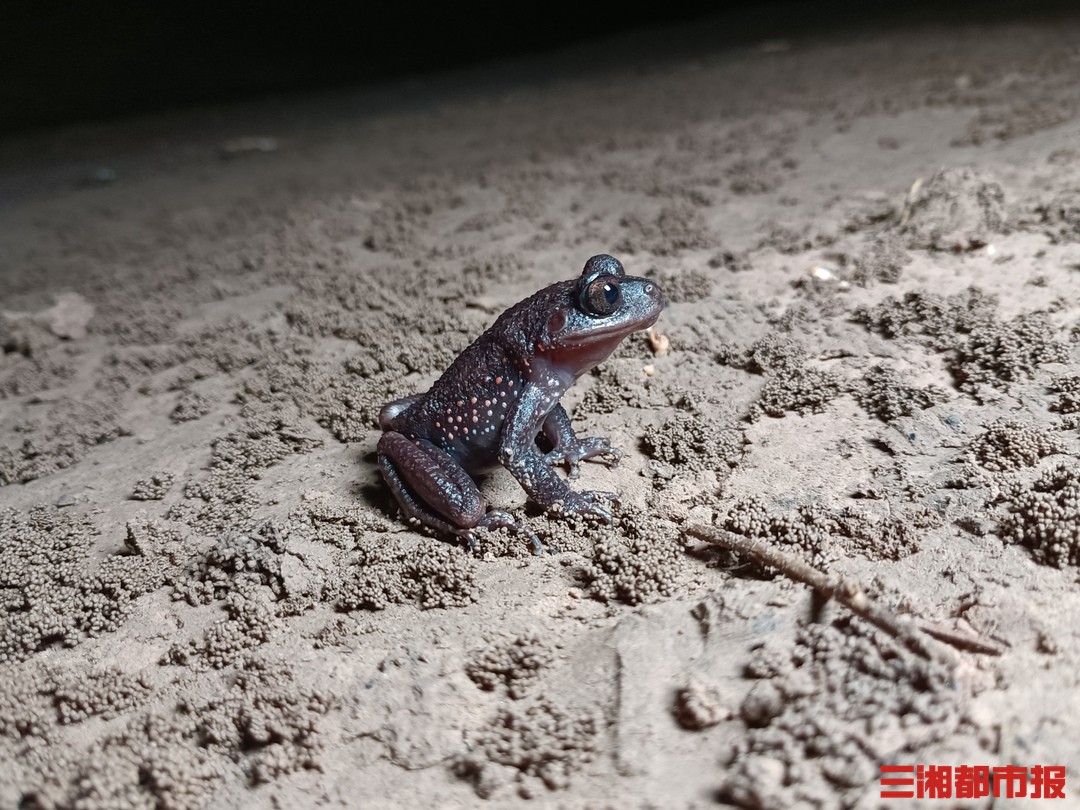 齿蟾！张家界发现稀有两栖动物