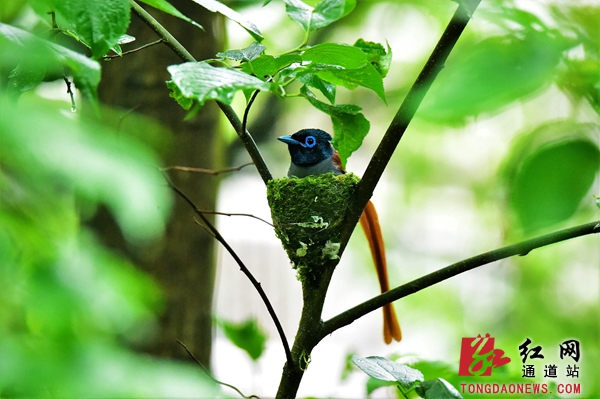 2-筑巢繁衍.jpg 2-筑巢繁衍.jpg