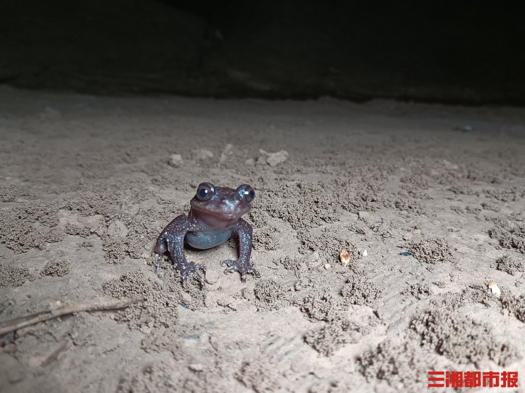 齿蟾！张家界发现稀有两栖动物