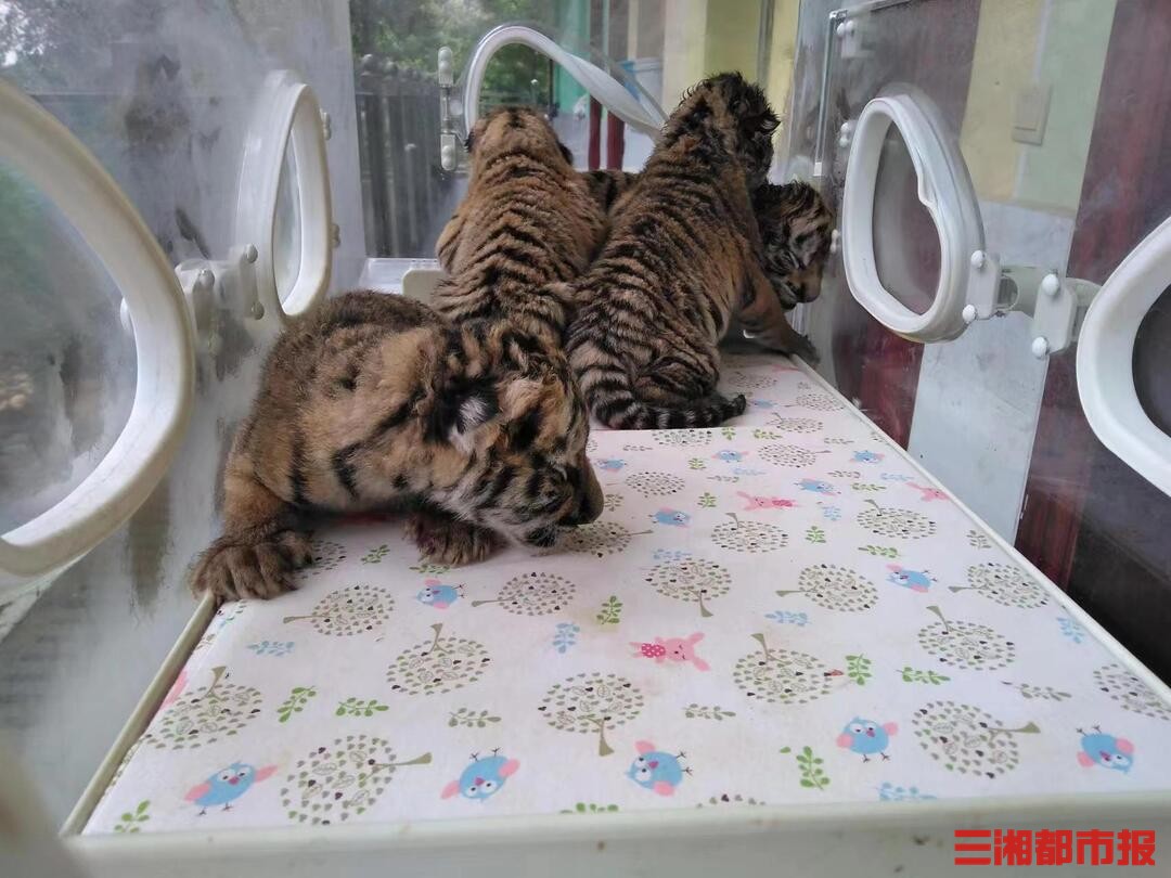 萌化了长沙三珍虎园新增四胞胎虎宝宝