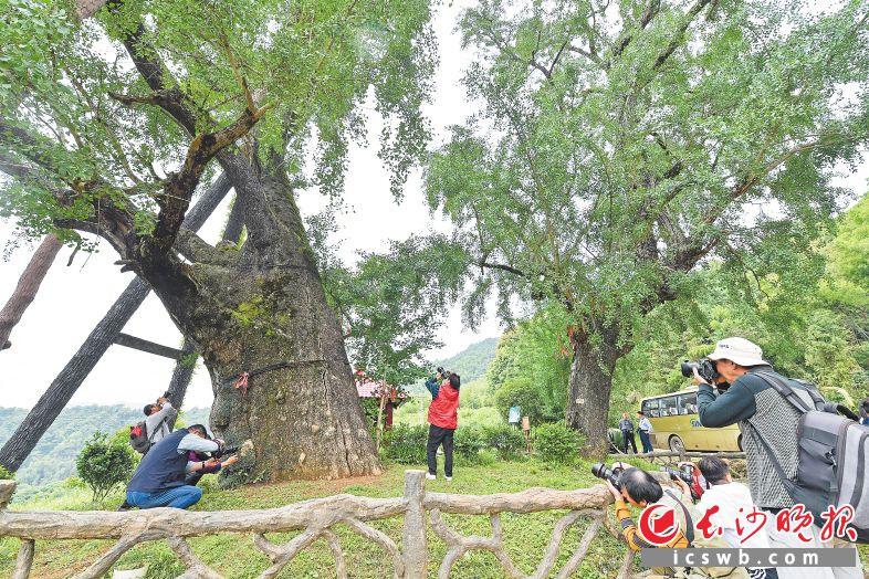 　　浏阳市淳口镇枫林湖村母子银杏树下，摄影师在认真创作。　　长沙晚报全媒体记者 王志伟 郭雨滴 摄影报道