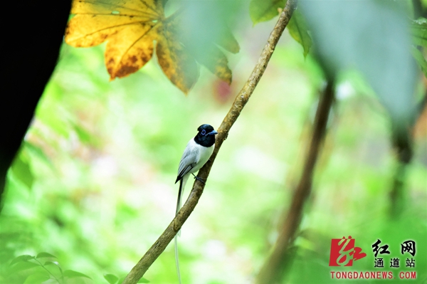 3-红白寿带鸟,有雄鸟、有雌鸟,雄鸟拖曳着绶带形的长尾在林间往返飞行…….jpg 3-红白寿带鸟,有雄鸟、有雌鸟,雄鸟拖曳着绶带形的长尾在林间往返飞行…….jpg