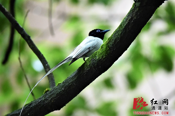 1-1白色型 ,长尾摇曳,非常优雅悦目,白色绶带鸟相对罕见.jpg 1-1白色型 ,长尾摇曳,非常优雅悦目,白色绶带鸟相对罕见.jpg