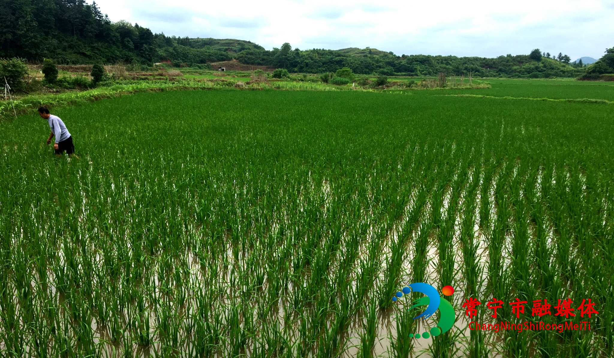 农技专家雨后指导 (2).jpg