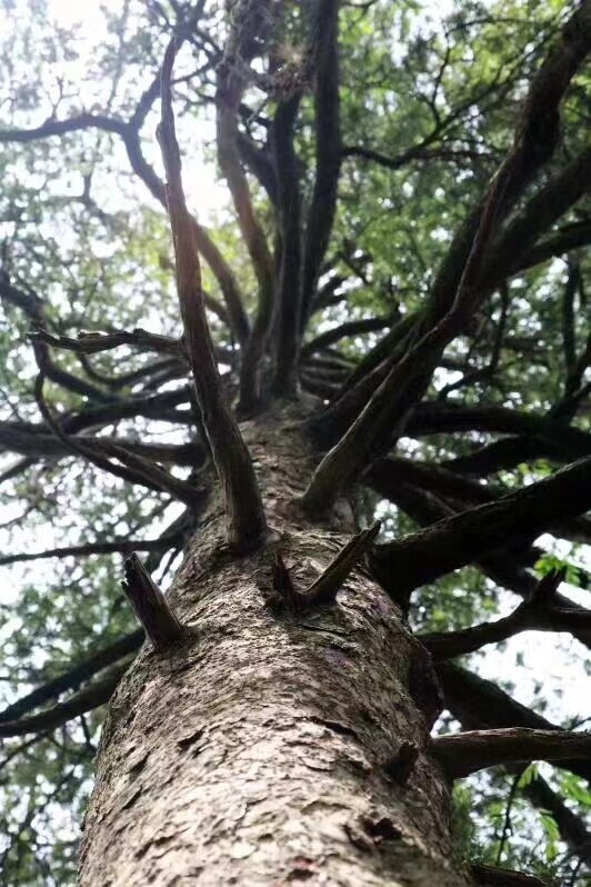 湖湘自然历丨生命“多”精彩⑧留住“林海里的珍珠”