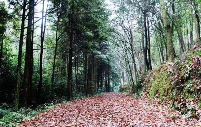 湖湘自然历丨生命“多”精彩⑧留住“林海里的珍珠”