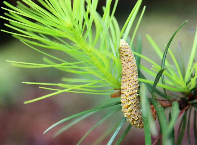 湖湘自然历丨生命“多”精彩⑧留住“林海里的珍珠”