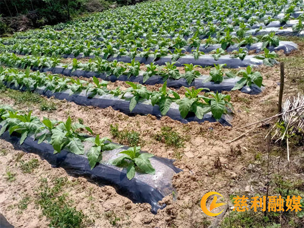 腊树烤烟种植2022.5.24_副本.jpg