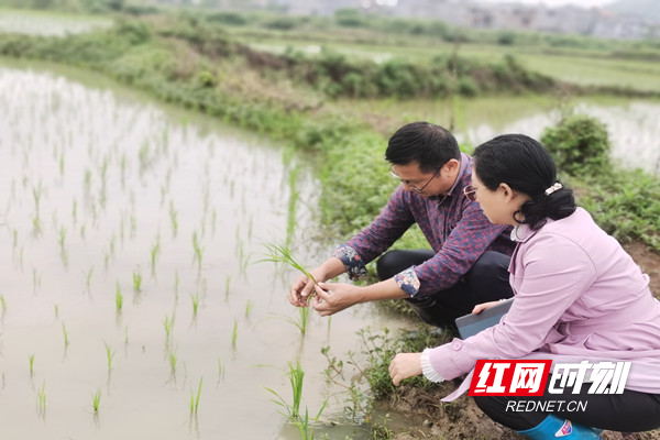 嘉禾县农业气象专家深入一线指导农业生产