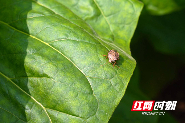 蠋蝽爬行捕食害虫1.jpg