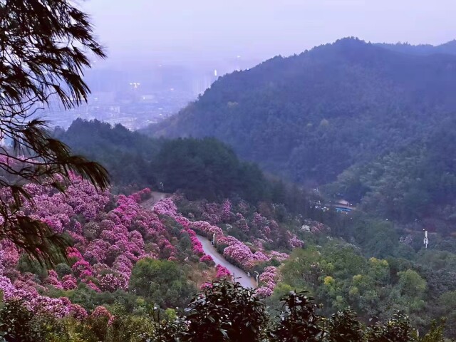 湖湘自然历丨生命“多”精彩⑩美艳无比的“罕见变异种”