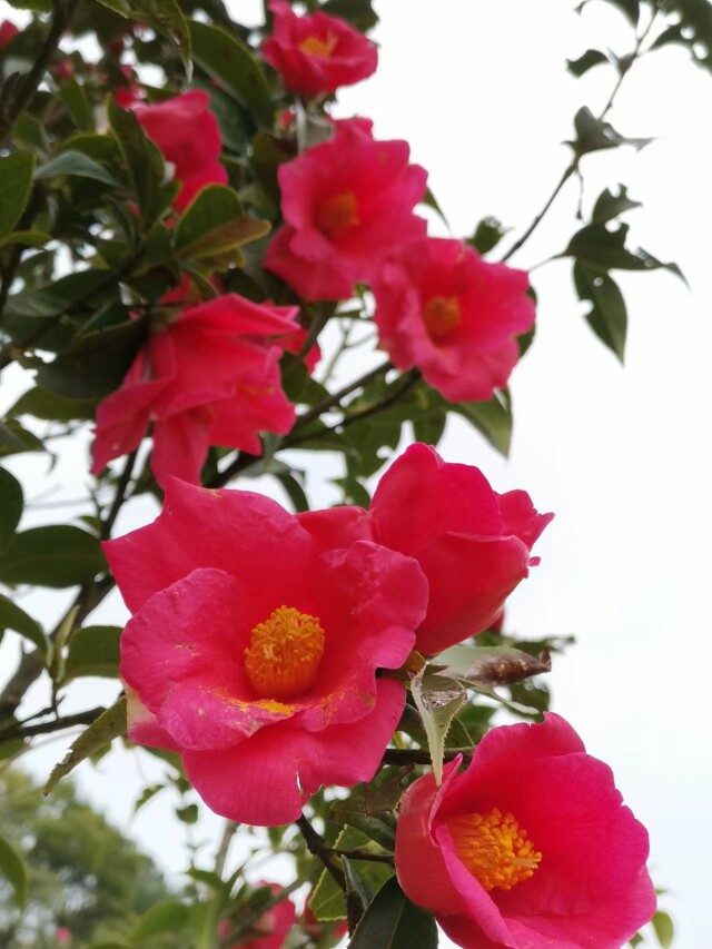 湖湘自然历丨生命“多”精彩⑩美艳无比的“罕见变异种” 湖湘自然历丨生命“多”精彩⑩美艳无比的“罕见变异种”