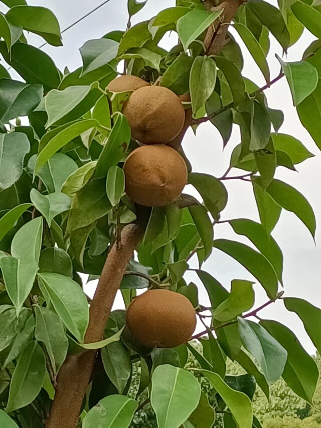 湖湘自然历丨生命“多”精彩⑩美艳无比的“罕见变异种”