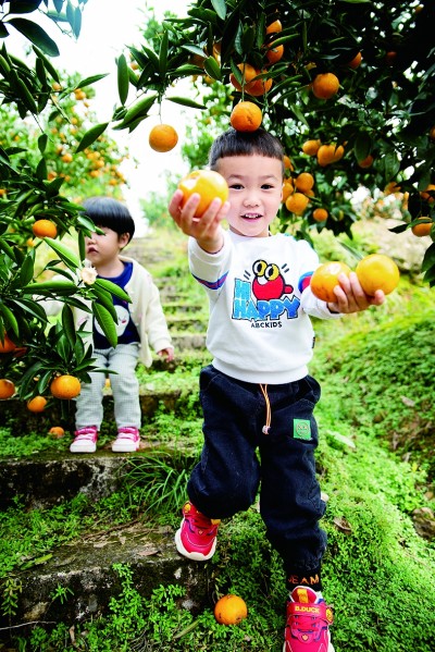 湘鄂渝黔革命老区 茶香果甜滋味长