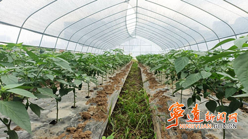 宁远:撩荒地长出集体经济“金果实”2_副本500.jpg 宁远:撩荒地长出集体经济“金果实”2_副本500.jpg