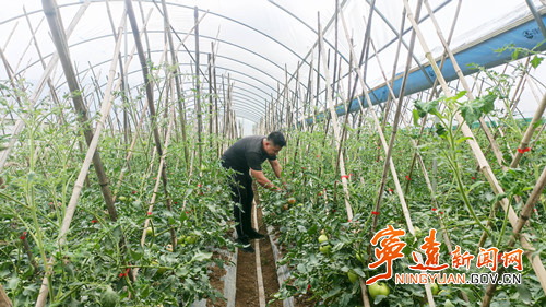 宁远:撩荒地长出集体经济“金果实”1_副本500.jpg 宁远:撩荒地长出集体经济“金果实”1_副本500.jpg