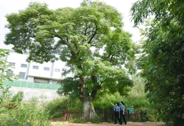 古树活了 乡愁留住了