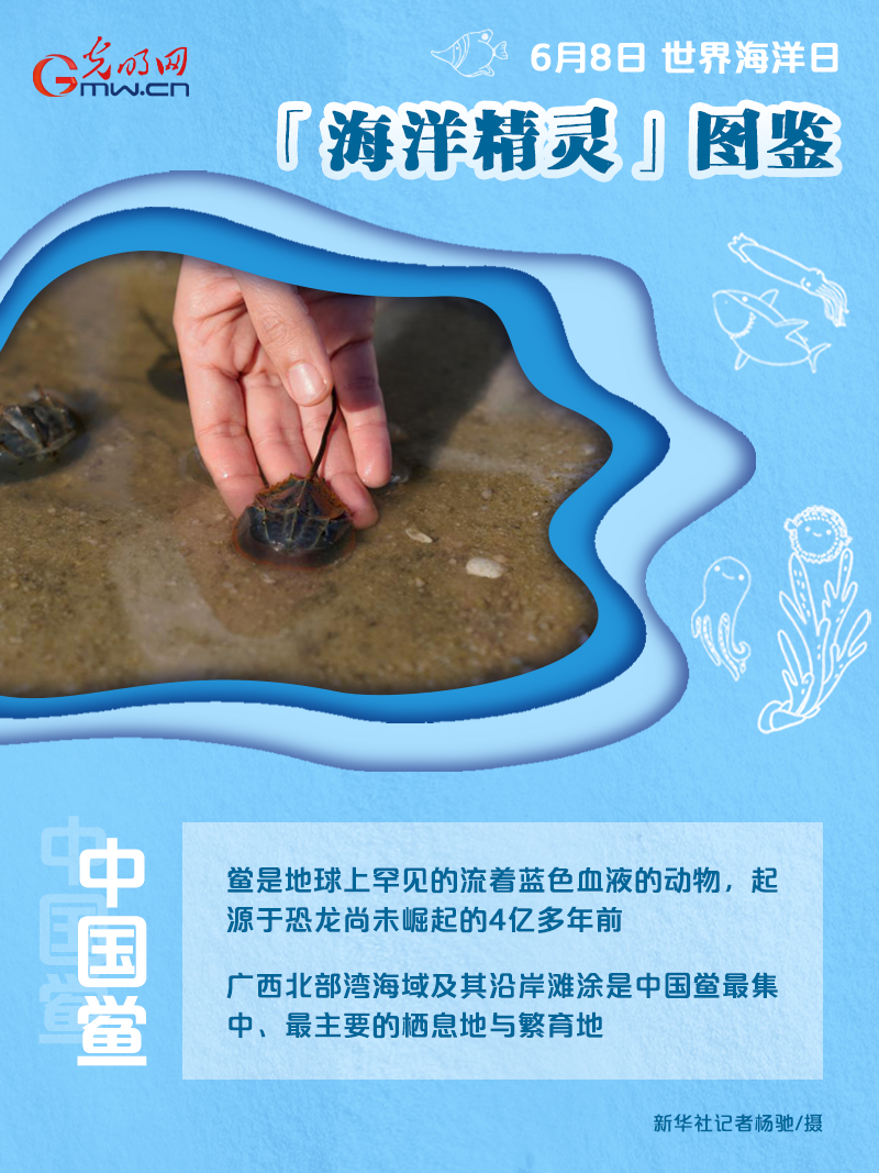 【海报】世界海洋日｜前方高萌！“海洋精灵”图鉴来了