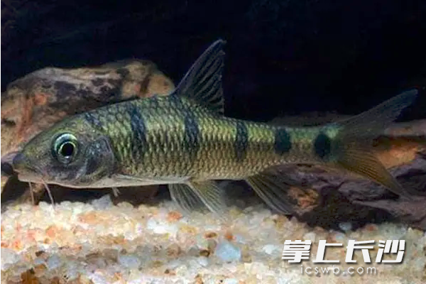 湖南疾控专家提示：食用鱼卵要当心，这几种鱼已致多人发病