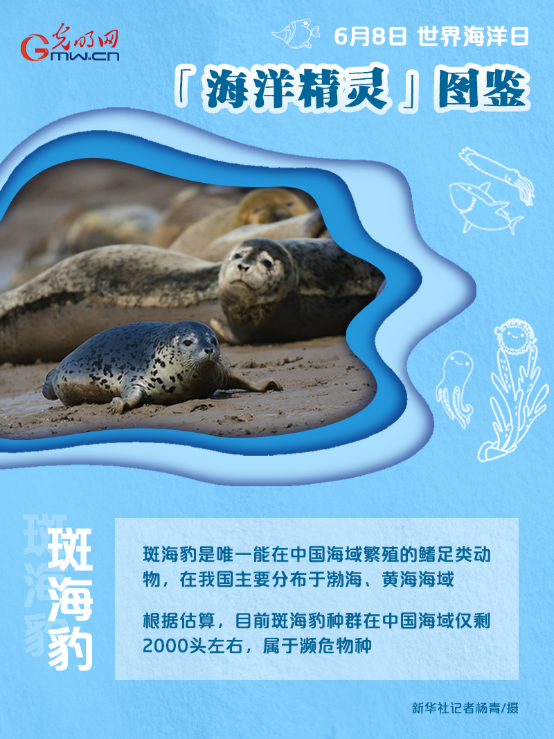 【海报】世界海洋日｜前方高萌！“海洋精灵”图鉴来了