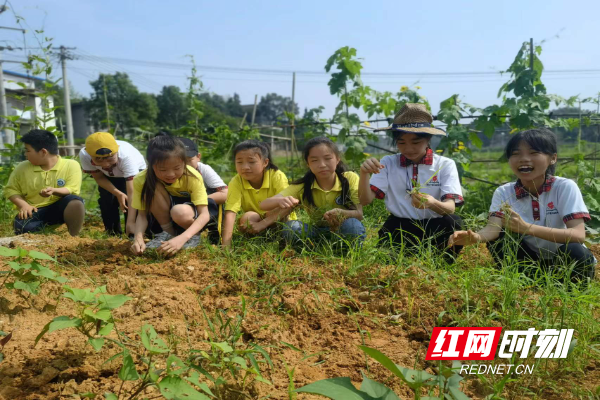 孩子们在进行劳动实践.jpg