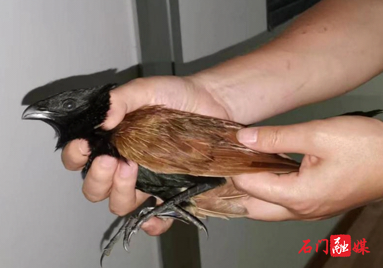 壶瓶山管理局:救助受困国家重点保护动物小鸦鹃1.jpg 壶瓶山管理局:救助受困国家重点保护动物小鸦鹃1.jpg