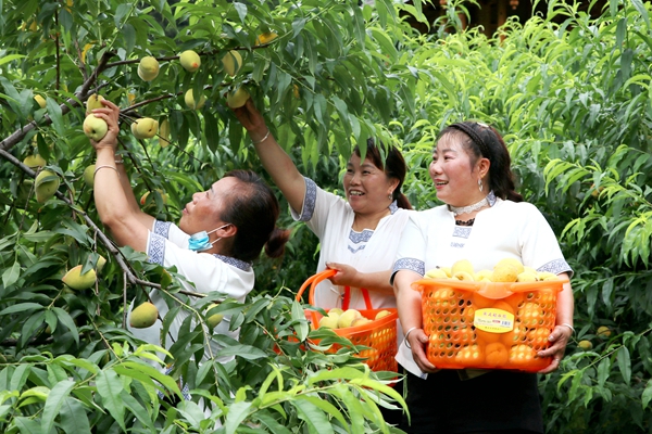 黄桃成熟乐采摘_副本.jpg