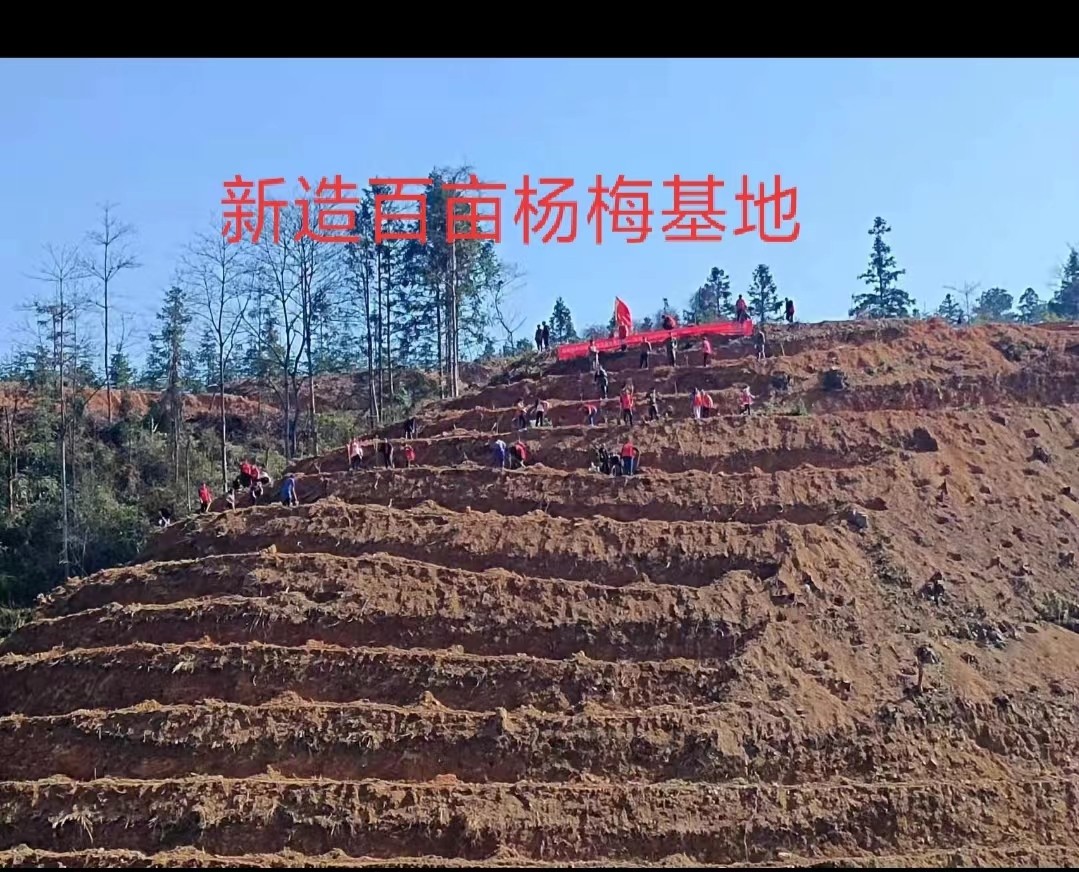 图片8：乡村振兴产业·新造百亩东魁杨梅基地.jpg