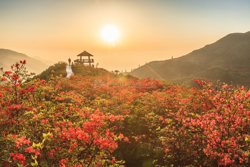 华野四纵.jpg 华野四纵.jpg