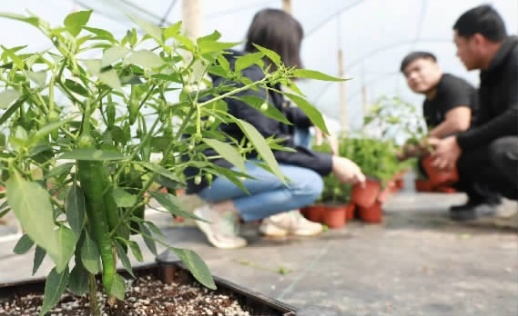 浏阳女孩回乡创业瞅准“阳台菜园” 她将蔬菜做成盆栽卖