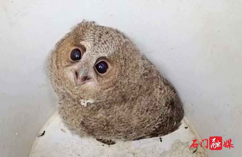爱心“护”鹰   让雏鸟归家1.jpg