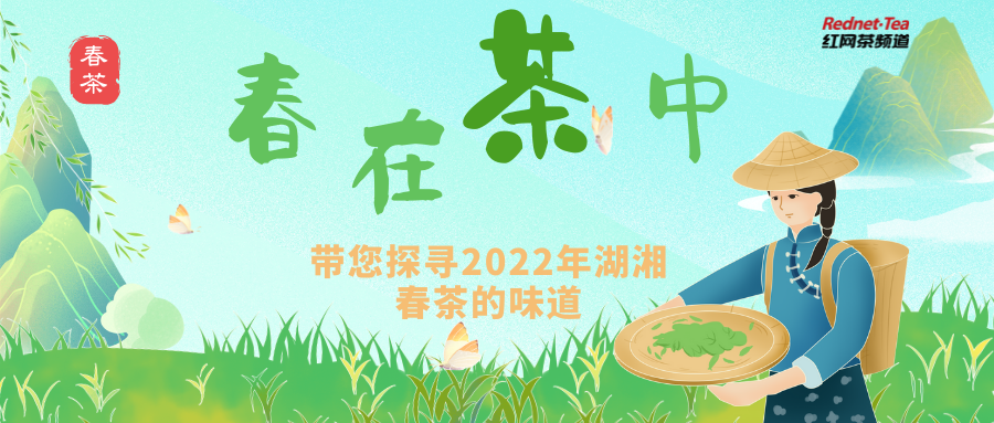 春茶湖南味| 10万亩春茶开采 长沙县里茶飘香