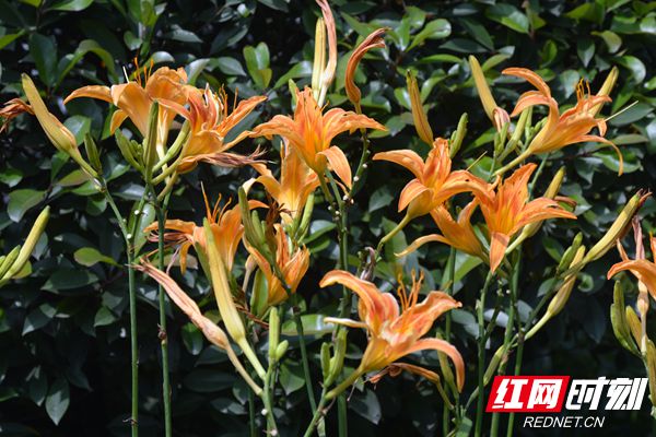 花2_副本.jpg