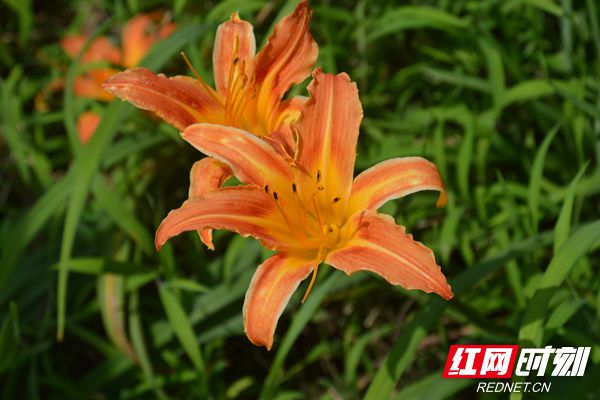 花1_副本.jpg