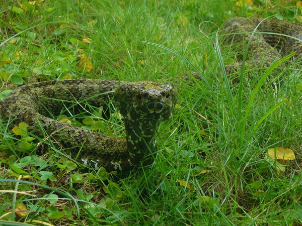 生物多样性18.jpg