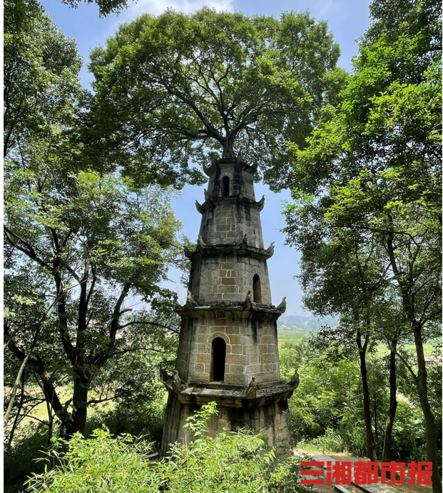 在长沙市望城区茶亭镇九峰山村,就有这样一处塔树相依的奇观,一棵百年