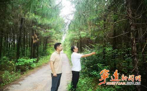 宁远：林长制助推松材线虫病防控开新局_副本500.jpg