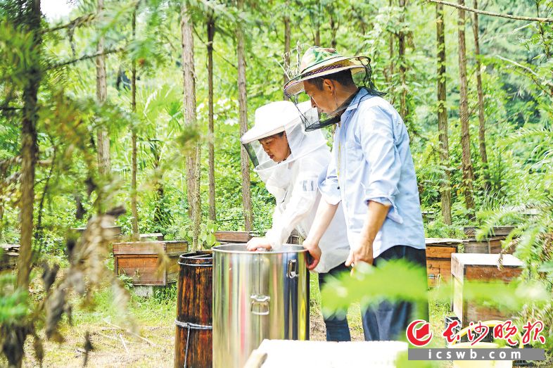 　　同幸村蜂农在进行二次摇蜜。彭红霞 摄