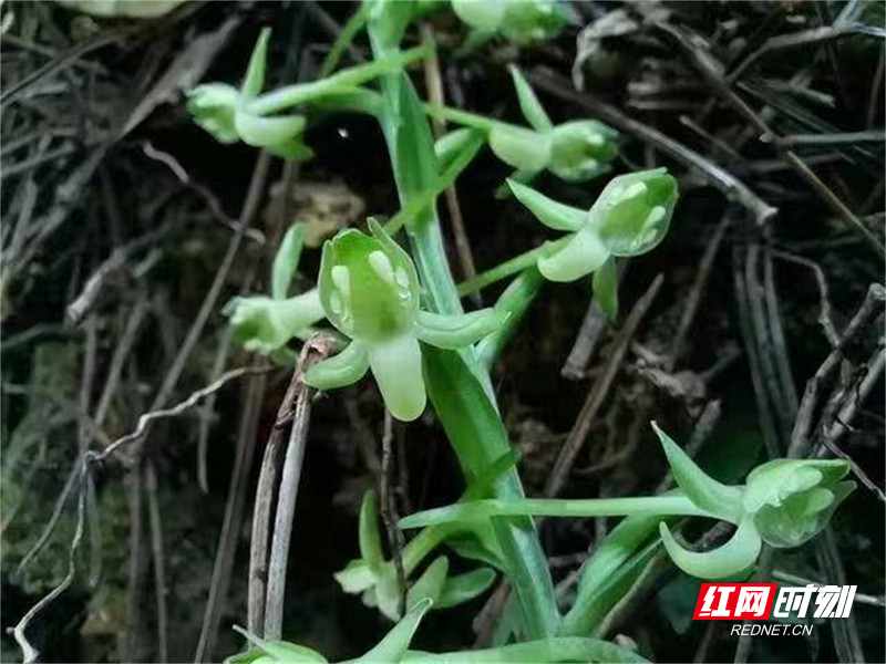 “吐舌头”的兰花 汝城县发现珍贵兰科植物小舌唇兰