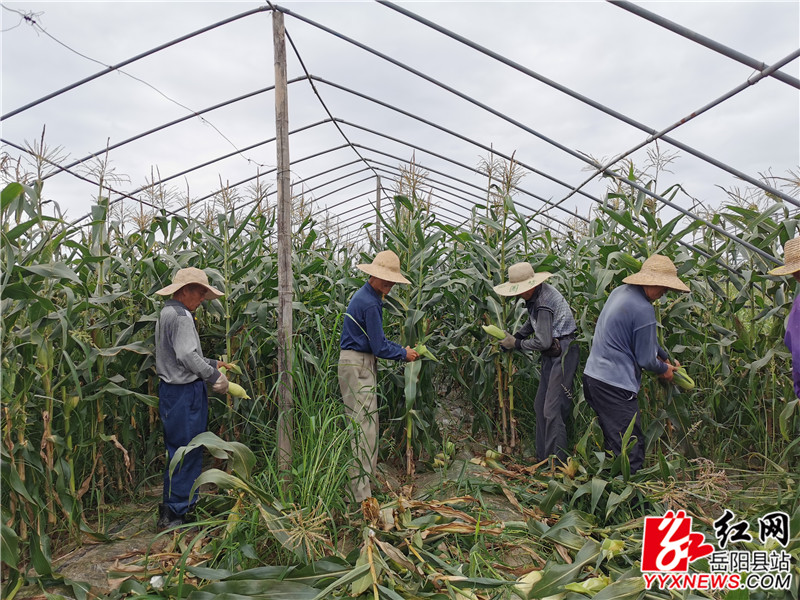 村民正在采摘水果玉米 (3).jpg