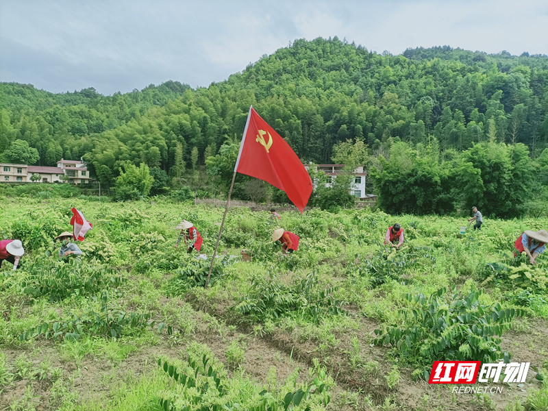 文明瑶族乡党员干部志愿者帮助农户抢收金银花_副本.jpg