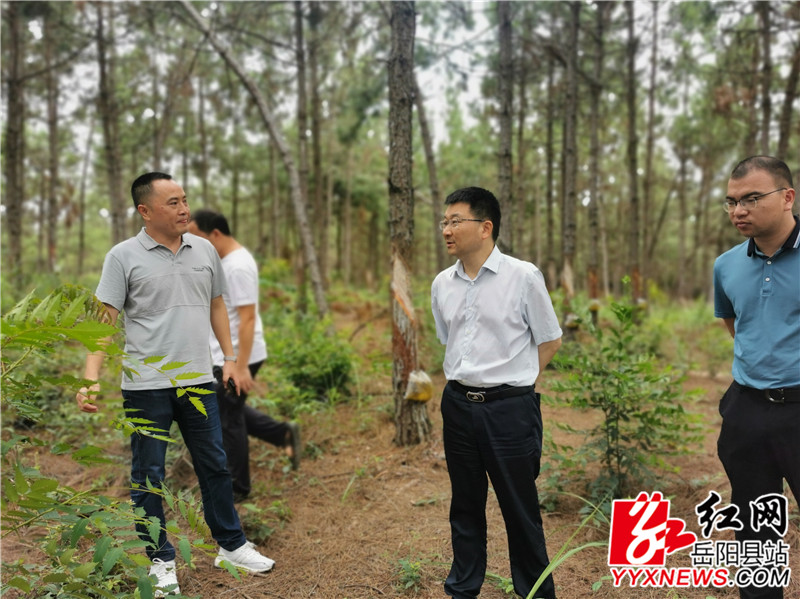 周峰在范家村松山片商品林基地查看湿地松生长情况.jpg