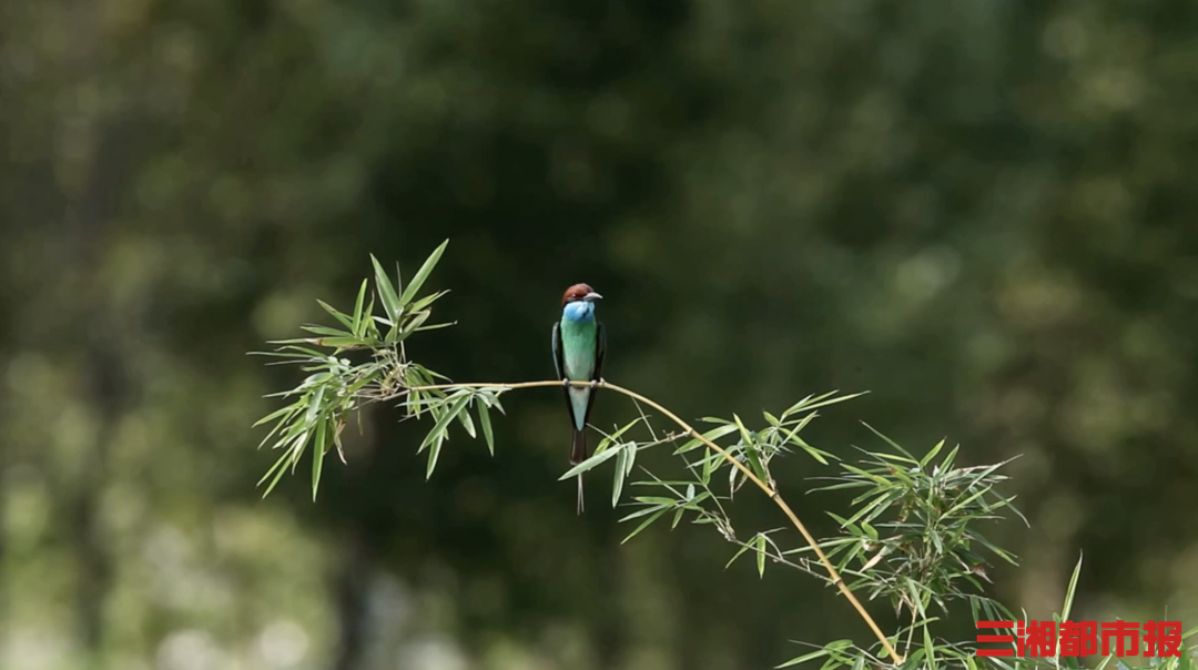 神奇生物在哪里|“中国最美小鸟”来湘度蜜月,“嘘,别打扰它们” 神奇生物在哪里|“中国最美小鸟”来湘度蜜月,“嘘,别打扰它们”